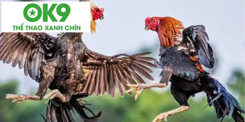 Những dòng chiến kê sở hữu vảy gà tứ quý